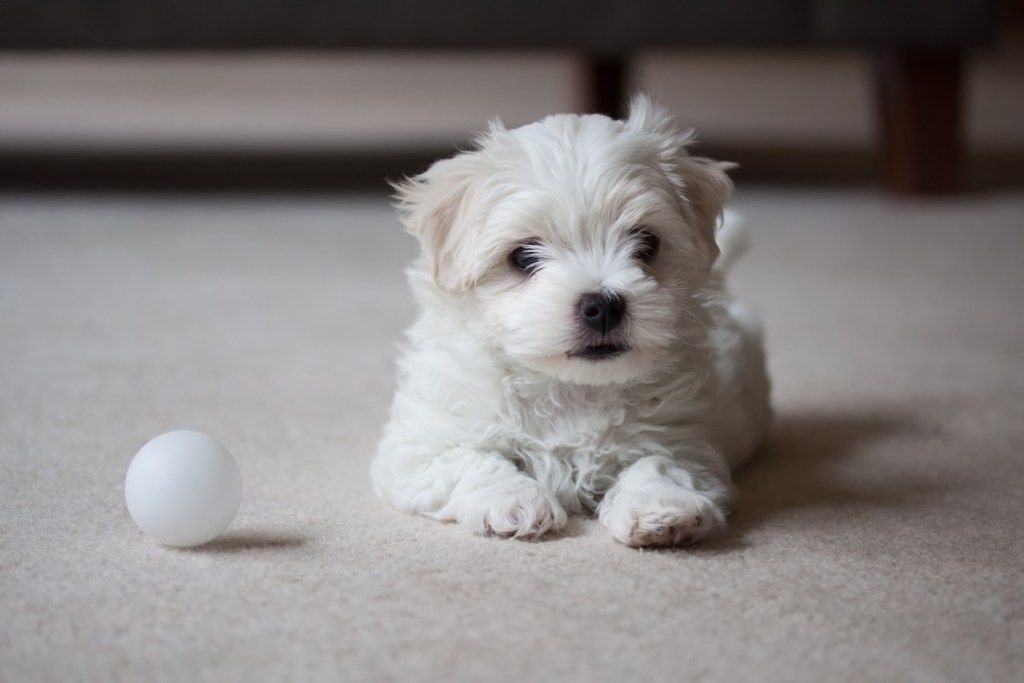 Cachorro Terrier Maltés esperando para jugar con la pelota en la alfombra