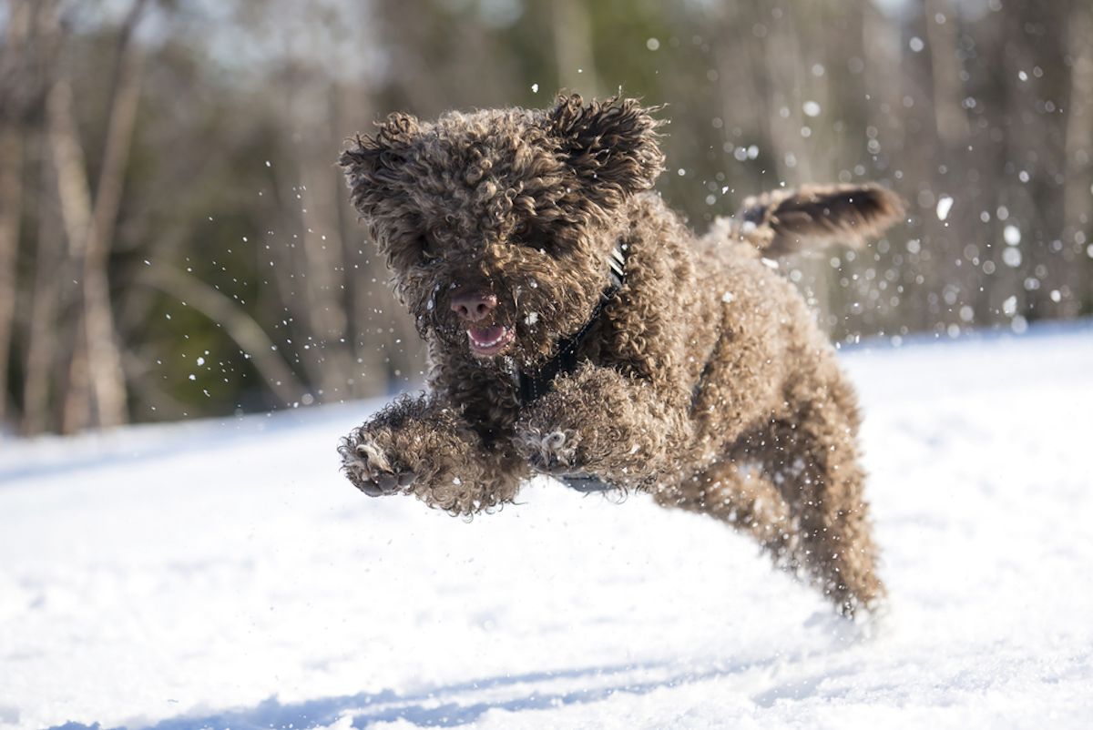 lagotta romangolo -koira käy lumessa