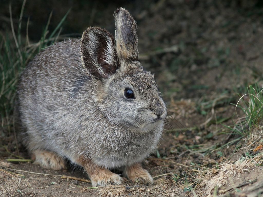 ピグミーウサギ最小の動物