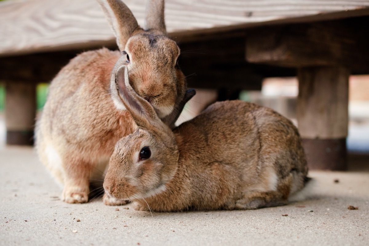 ایک دوسرے کے ساتھ سردی لگانے والے خرگوش ایک دوسرے کے ساتھ لپٹ گئے