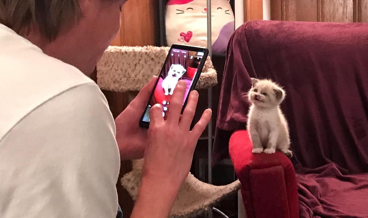 Foster Kitten gir søt smil for foto, blir viral