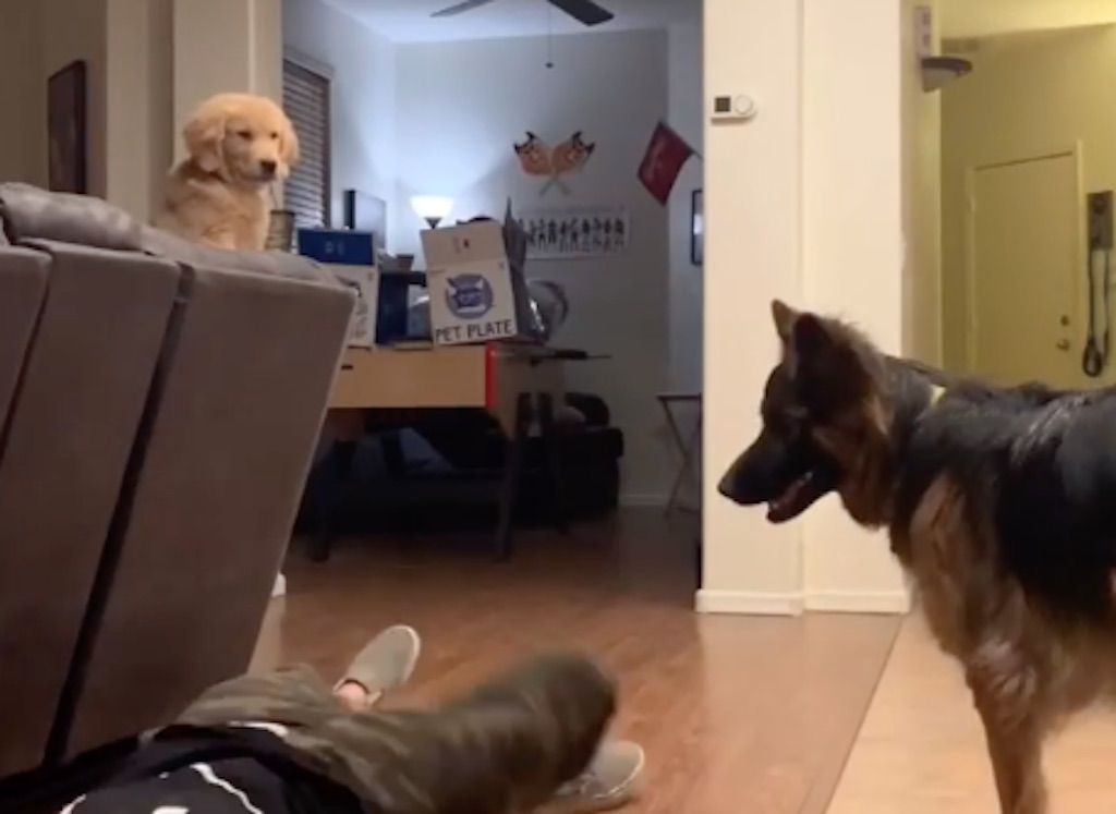 Šunų linksmas pokalbis po to, kai savininkas žaidžia negyvą, tampa virusu