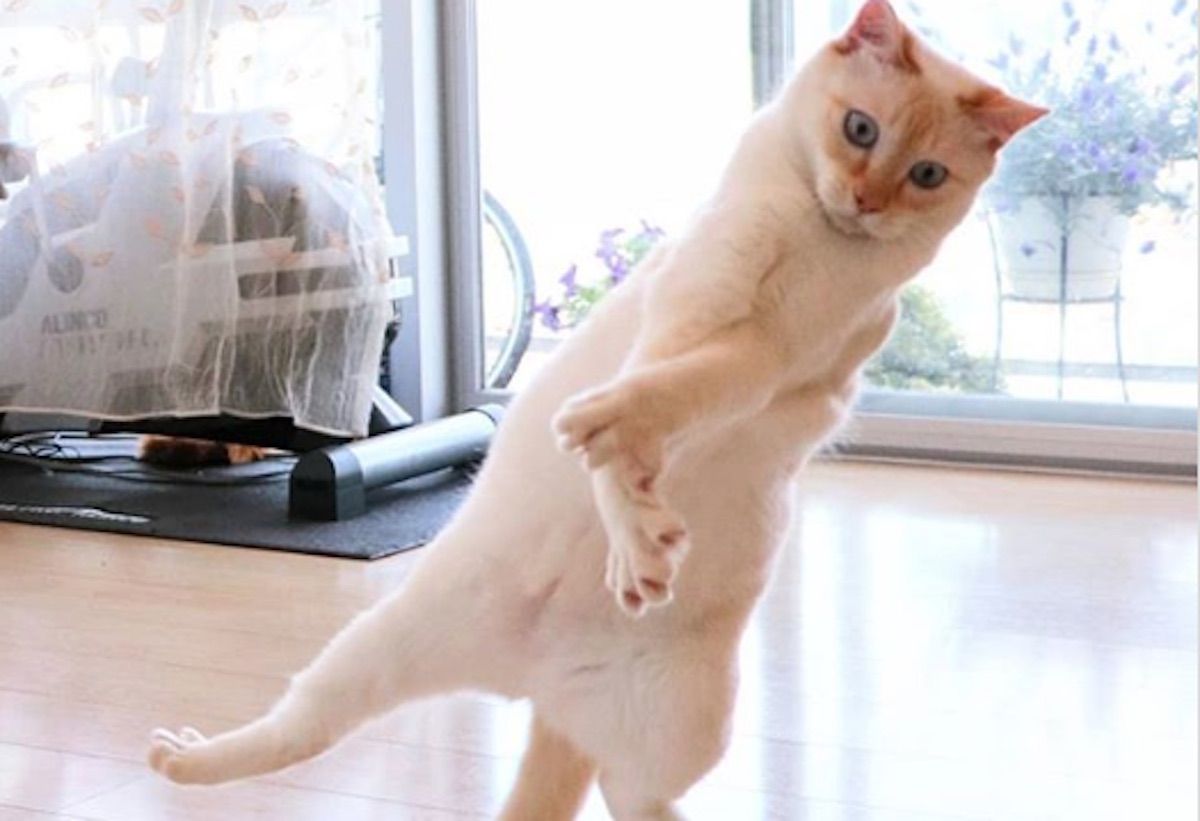 Šis kaķis kļūst vīrusu, jo ir visu laiku labākais dejotājs