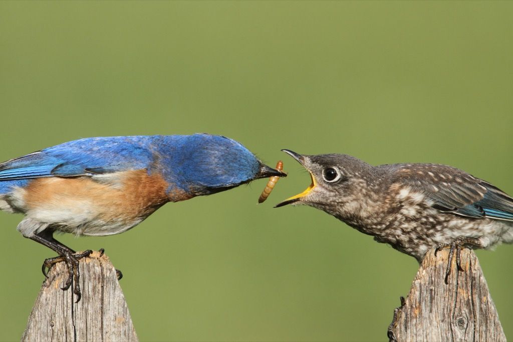 ptice, ki se medsebojno hranijo, znane osebnosti niso kot mi
