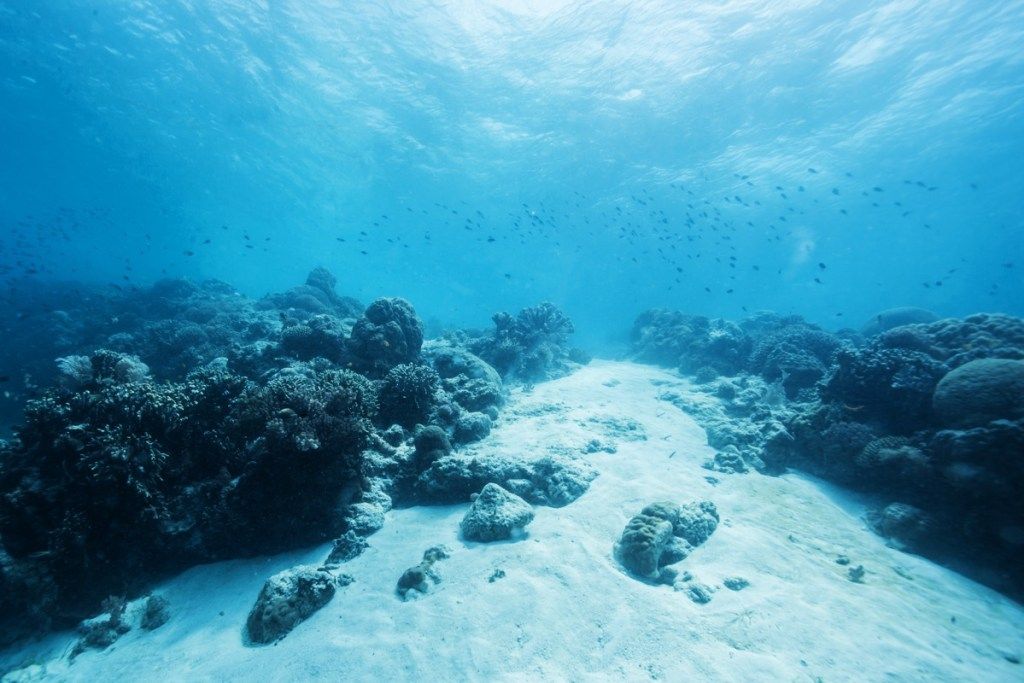 дъното на океана, удивителни факти
