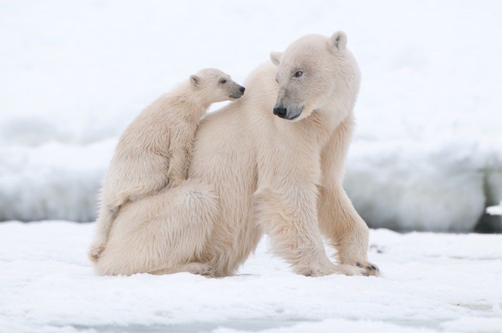 ध्रुवीय भालू माता और शावक ध्रुवीय भालू तथ्य