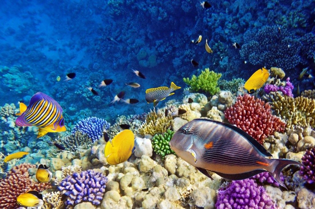समुद्र में समुद्री मछली का स्कूल, आश्चर्यजनक तथ्य