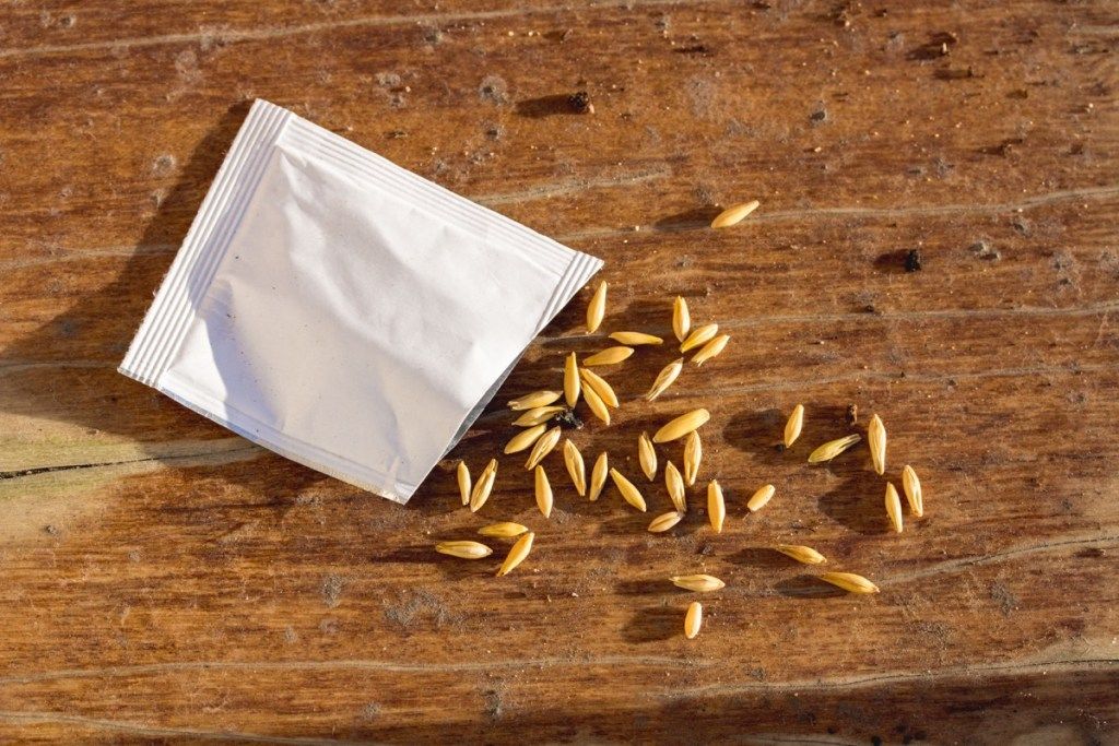pacchetto di semi, fatti sorprendenti