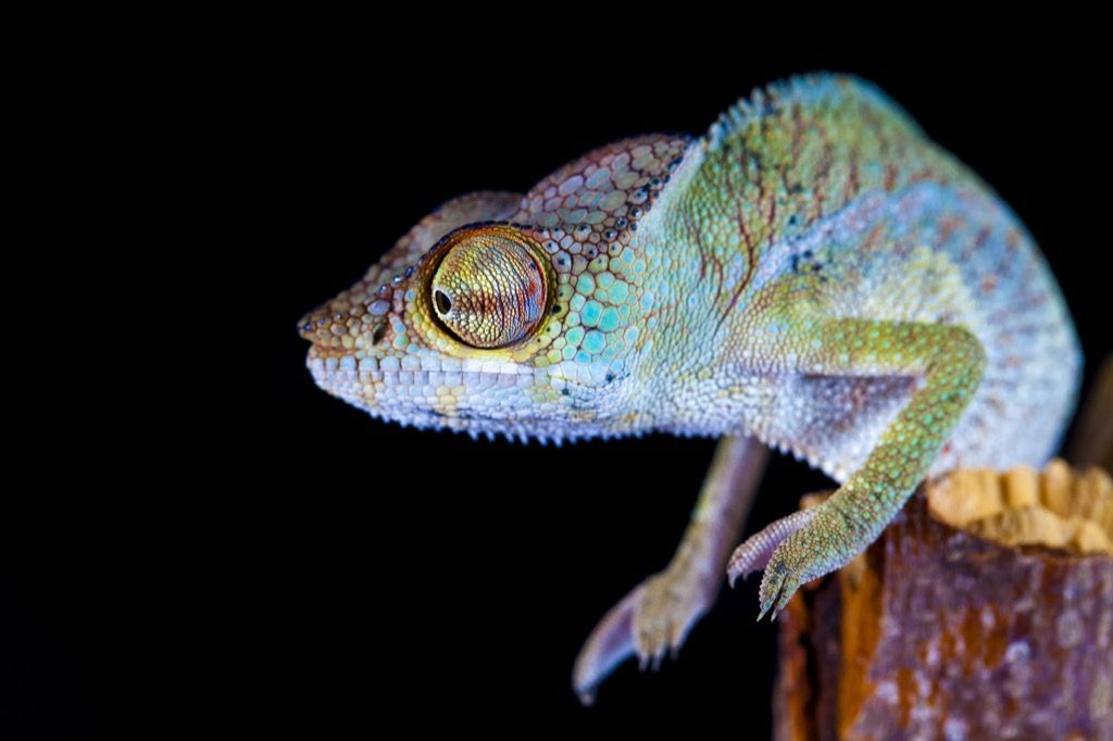 Fatos surpreendentes de lagarto multicolorido
