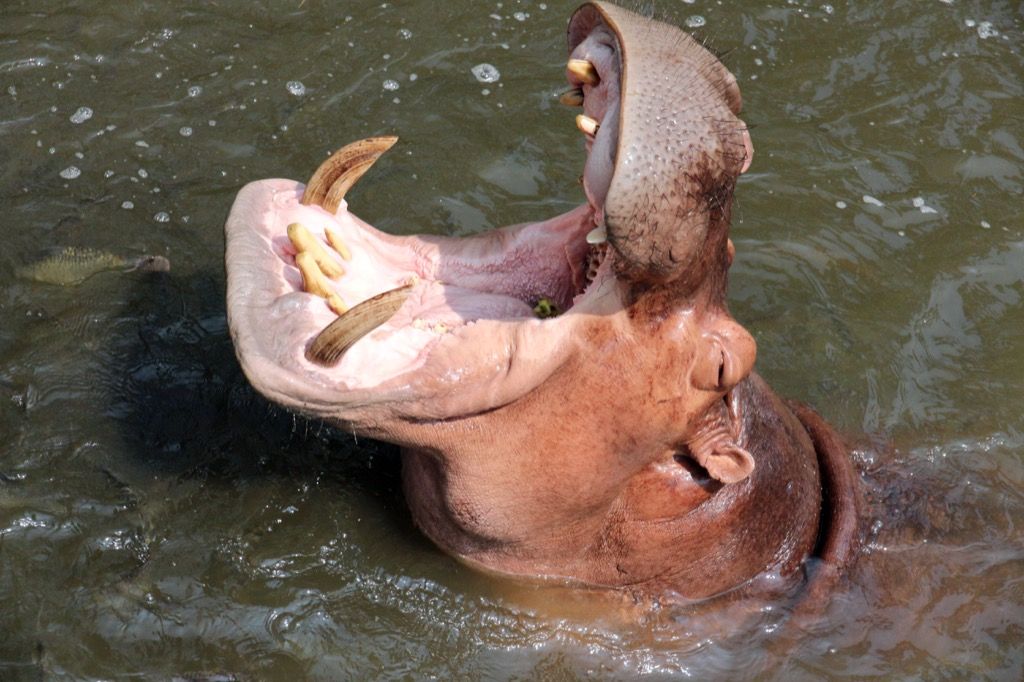 hipopòtam amb la boca oberta Dades sorprenents
