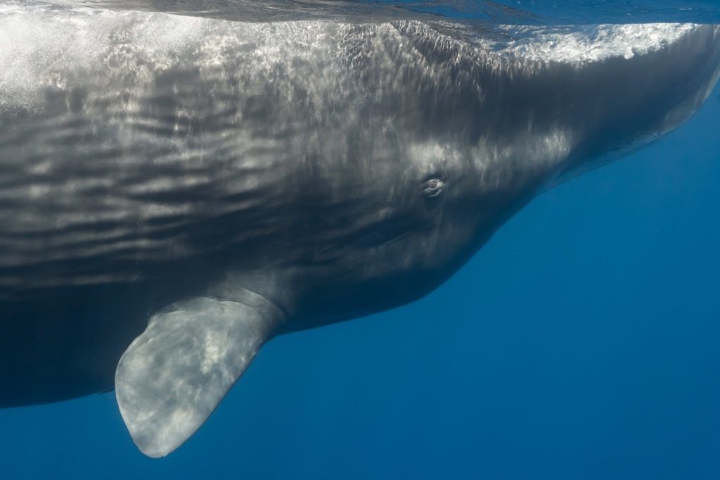 Fatti sorprendenti della balena