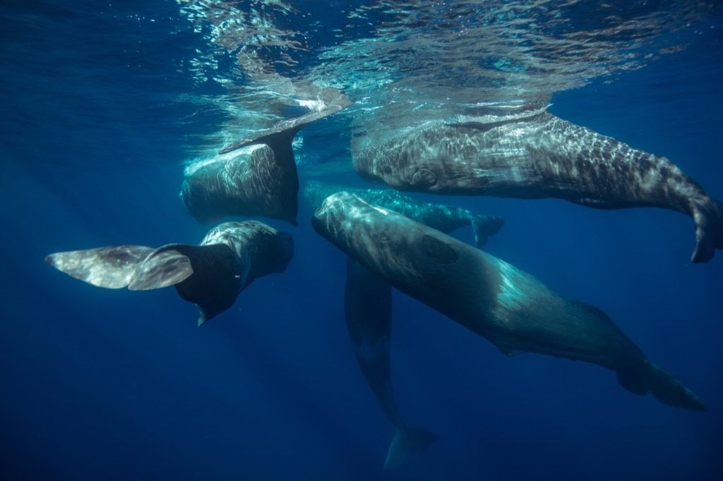 kitovi sperme Zapanjujuće činjenice