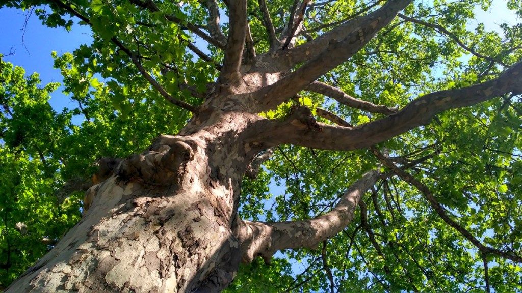 õhus leiduv sycamore puu, levinumad tänavanimed