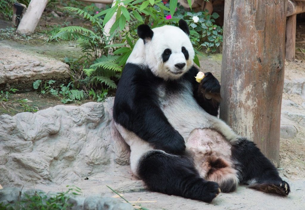 Panda Bear Fatti sorprendenti