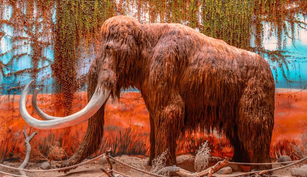 Woolly Mammoth displej pro budoucí úžasná fakta