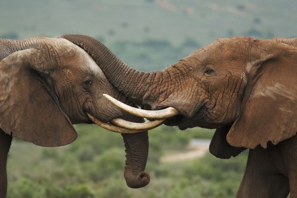 šale divlji slon slon