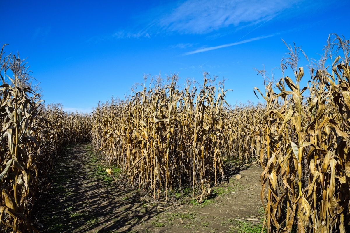 campo de maíz seco