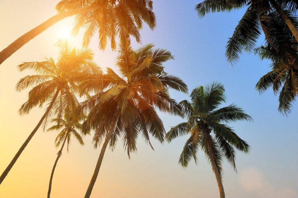 palmės saulėlydžio metu