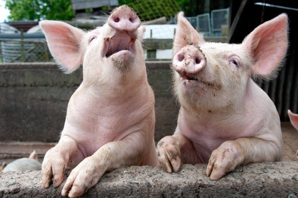 gyvūnų pokštai - juokiasi kiaulės