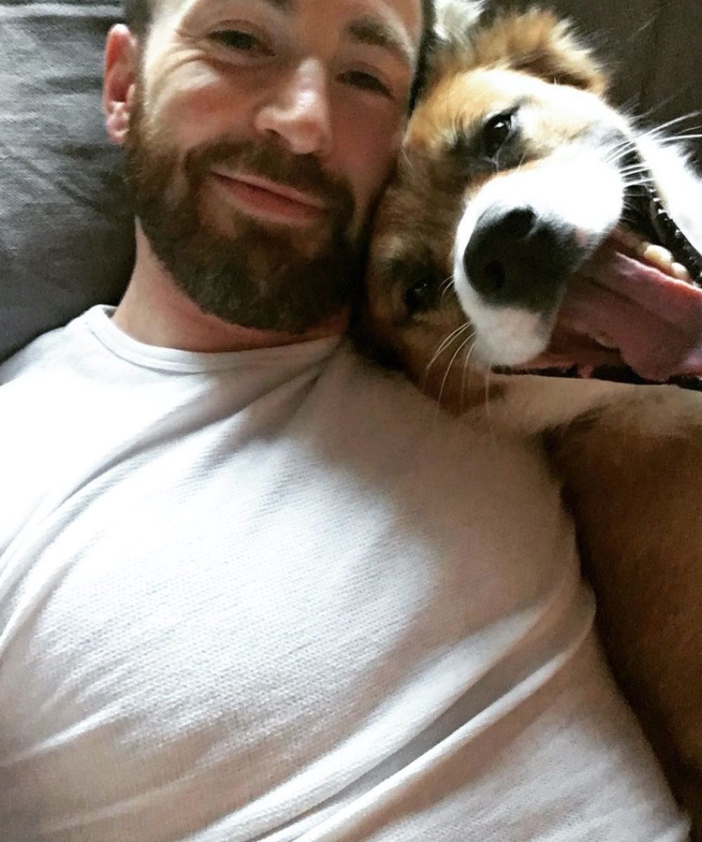 Chris Evans og hunden hans dodger i sengen
