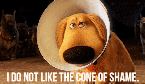 Diese Fotos der lustigen 'Cone of Shame' -Kostüme eines Hundes machen Ihren Tag