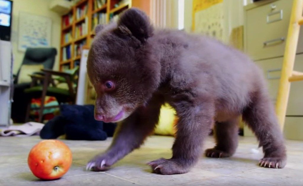 babybjørn som leker med, bruker søte bilder av bjørner