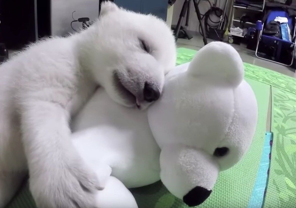 isbjørnunge som sover med utstoppede søte bilder av bjørn