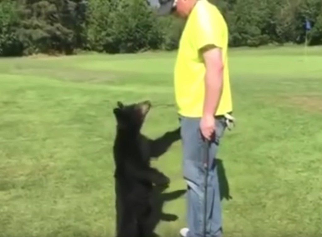 bear cub prøver å gi golfspiller en klem søte bilder av bjørn