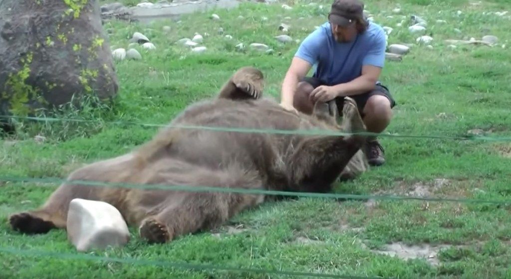 grizzly bjørn får mage gni søte bilder av bjørn