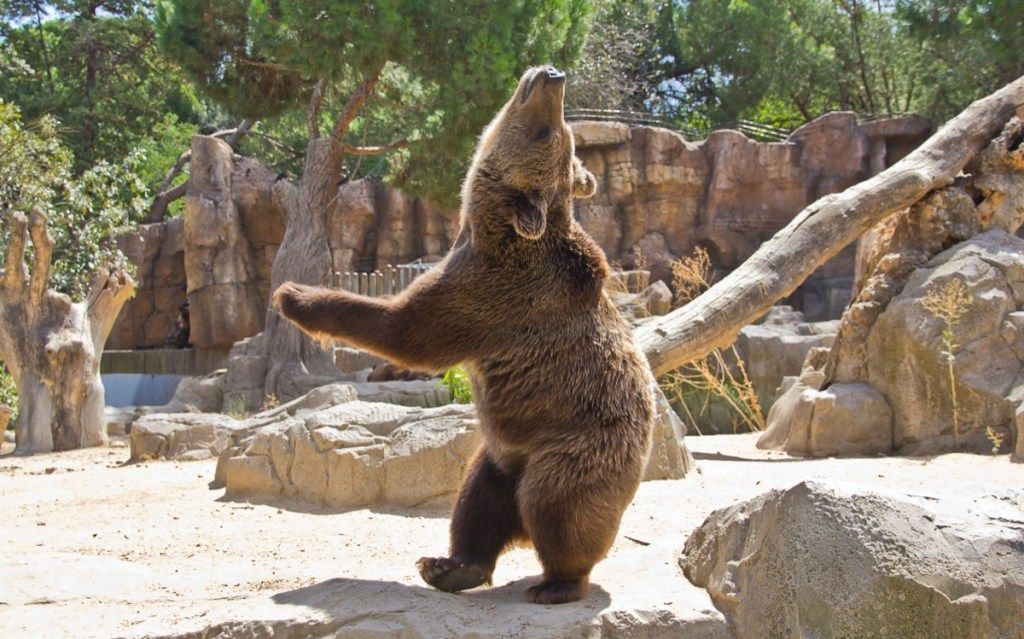 bjørnedans i dyreparken søte bilder av bjørn