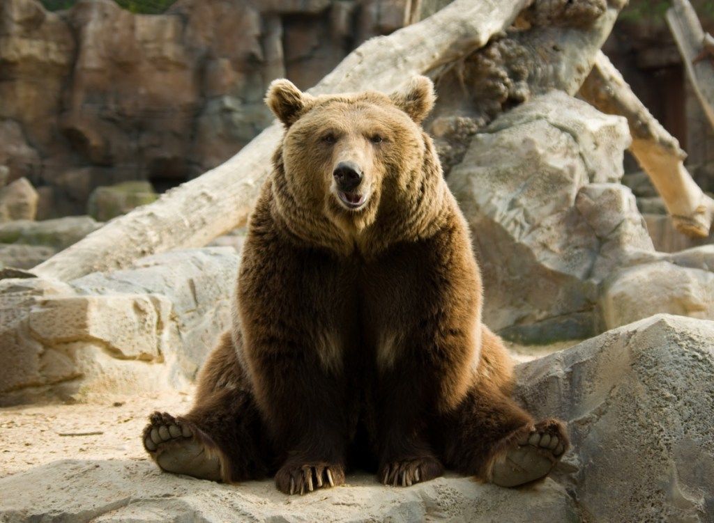 brunbjørn som sitter som en god gutt søte bilder av bjørn