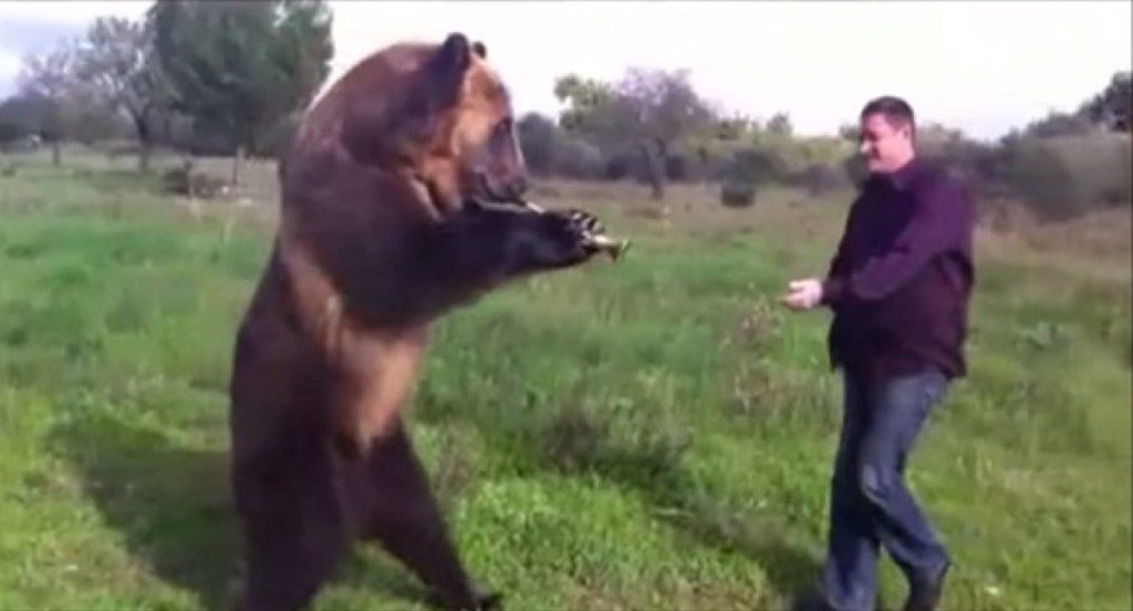 russisk bjørn viser frem triks søte bilder av bjørn