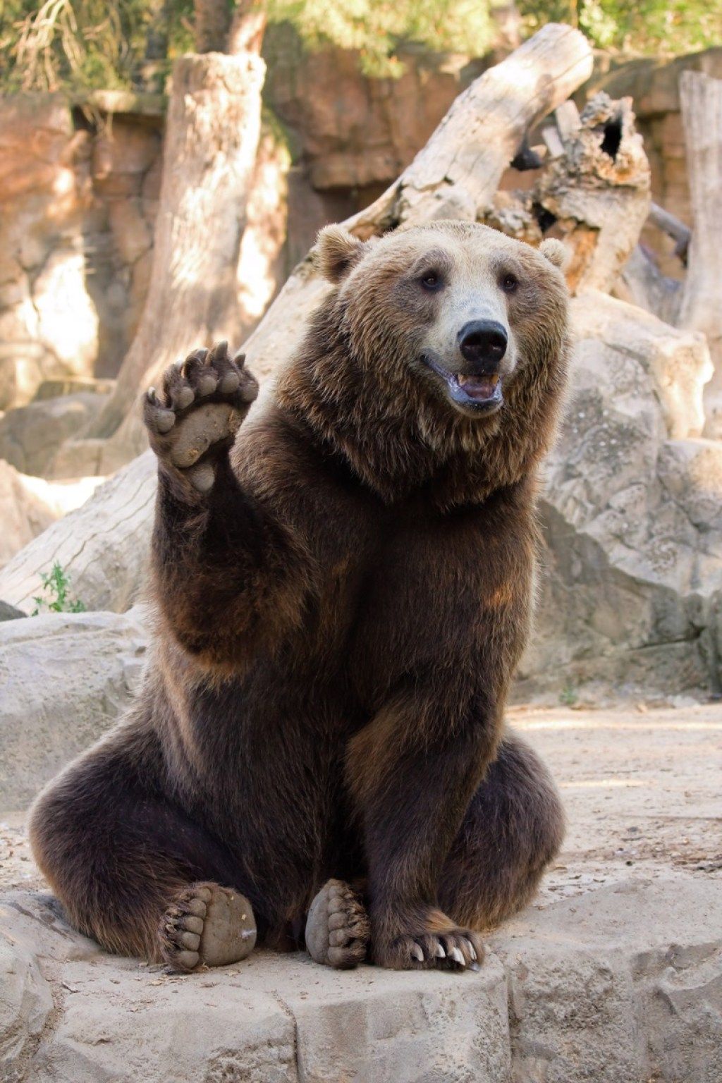 brunbjørn som vinker i dyrehagen søte bilder av bjørn