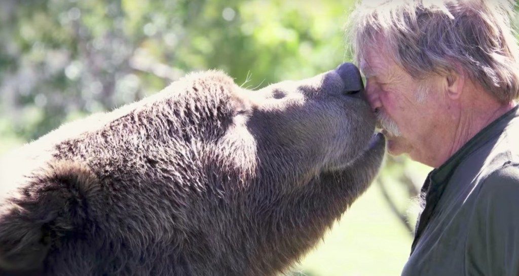 grizzlybear kysser sin eier søte bilder av bjørn