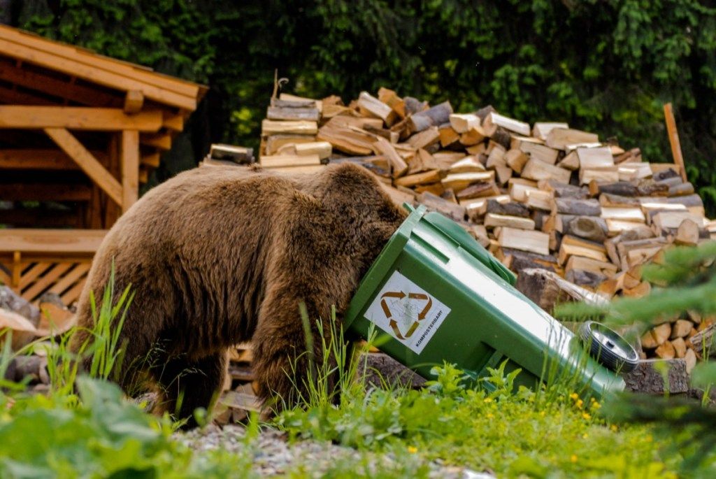 brunbjørn som ser gjennom søppelbøtten søte bilder av bjørner