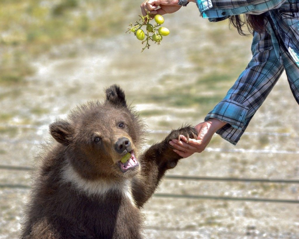 babybjørn som spiser druer søte bilder av bjørner