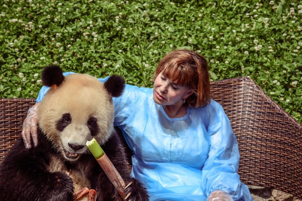 pandabjørn som spiser bambus søte bilder av bjørn