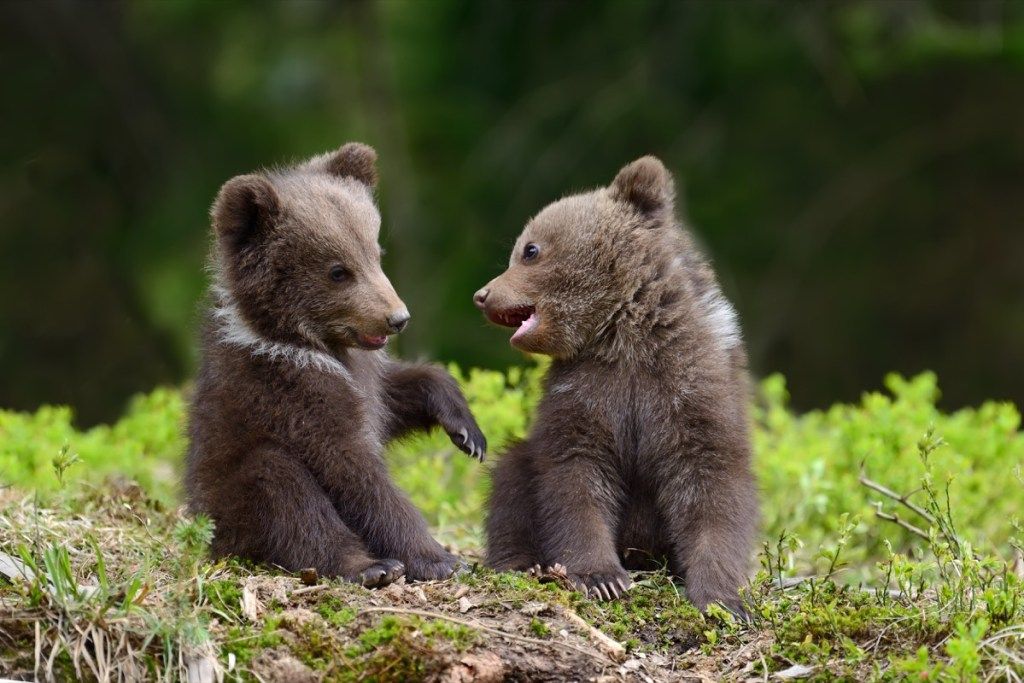 bjørneunger som leker sammen søte bilder av bjørn