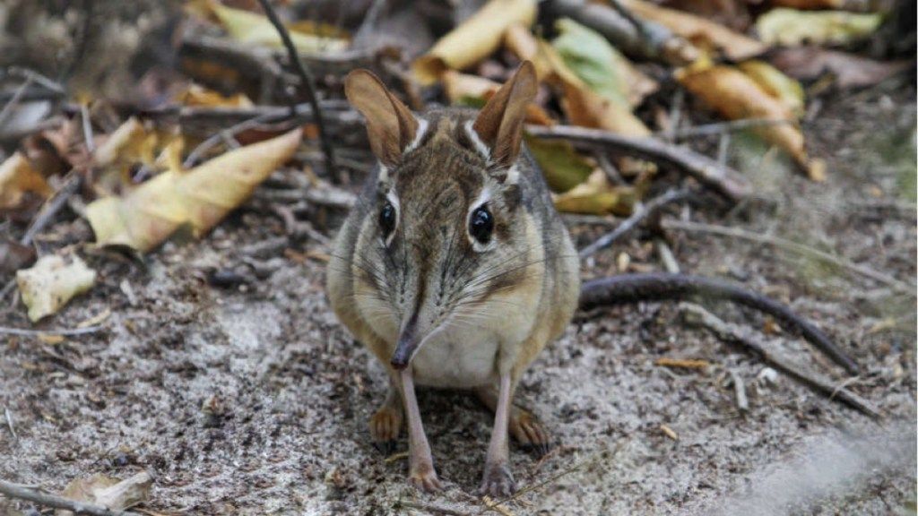 rhynchocyon stuhlmanni 2018 년에 발견 된 가장 귀여운 동물들