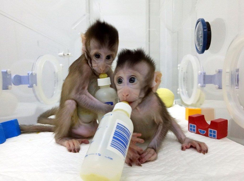 Клонированные китайские обезьяны - самые симпатичные животные, обнаруженные в 2018 году