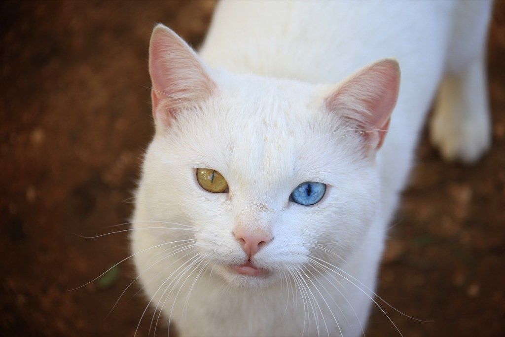 Gli animali più teneri del gatto Khao Manee scoperti nel 2018