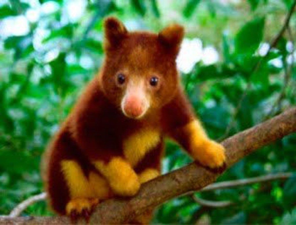 Najroztomilejšie zvieratá klokana stromu Wondiwoi objavené v roku 2018