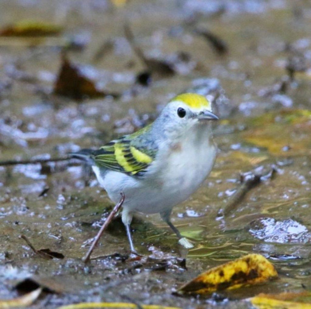 Cele mai frumoase animale hibride de păsări din trei specii descoperite în 2018