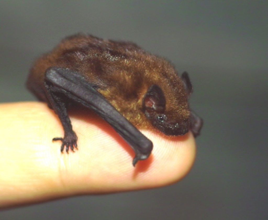 Los animales más lindos del murciélago de bambú descubiertos en 2018