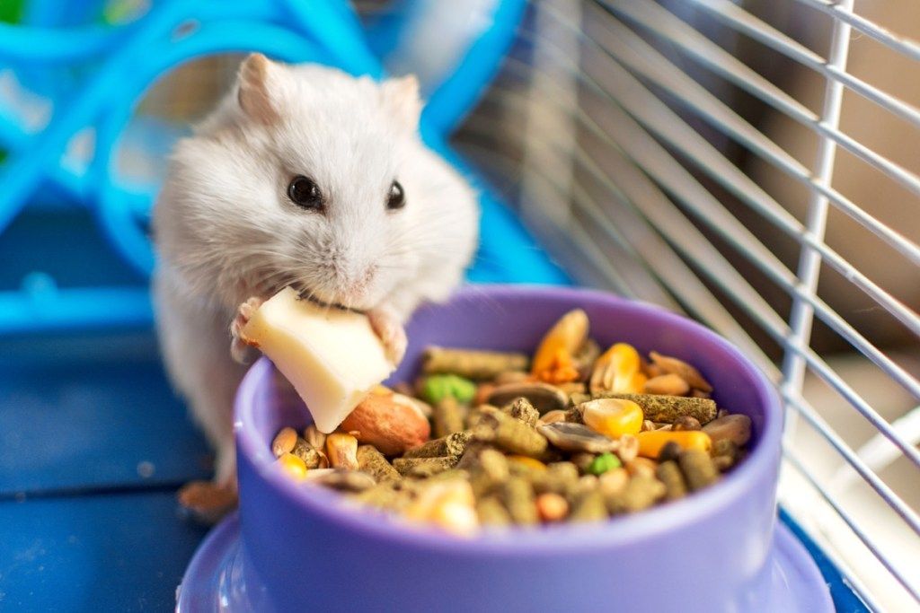 žiurkėnas, narve valgantis sūrį