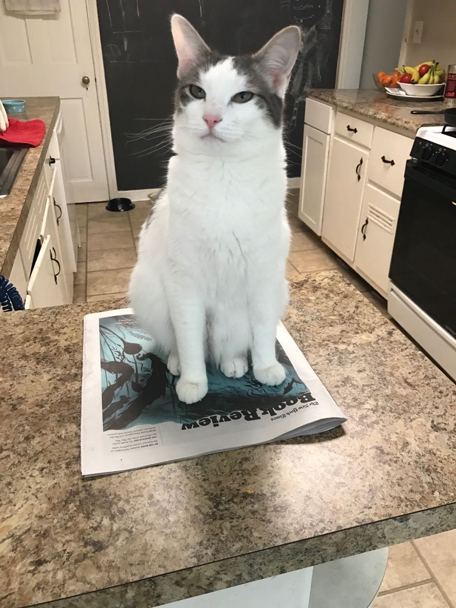 חתול זועף ביקורת הספרים שלה