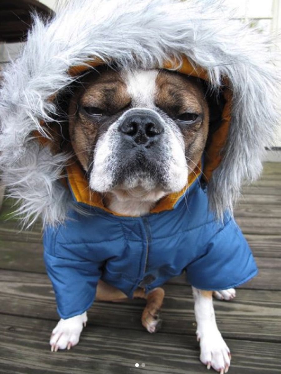 cachorro mal-humorado com casaco