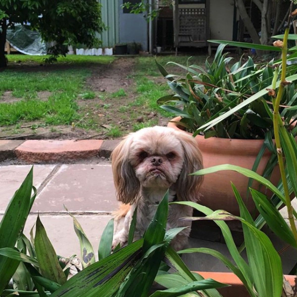 мрзовољан пас у дворишту