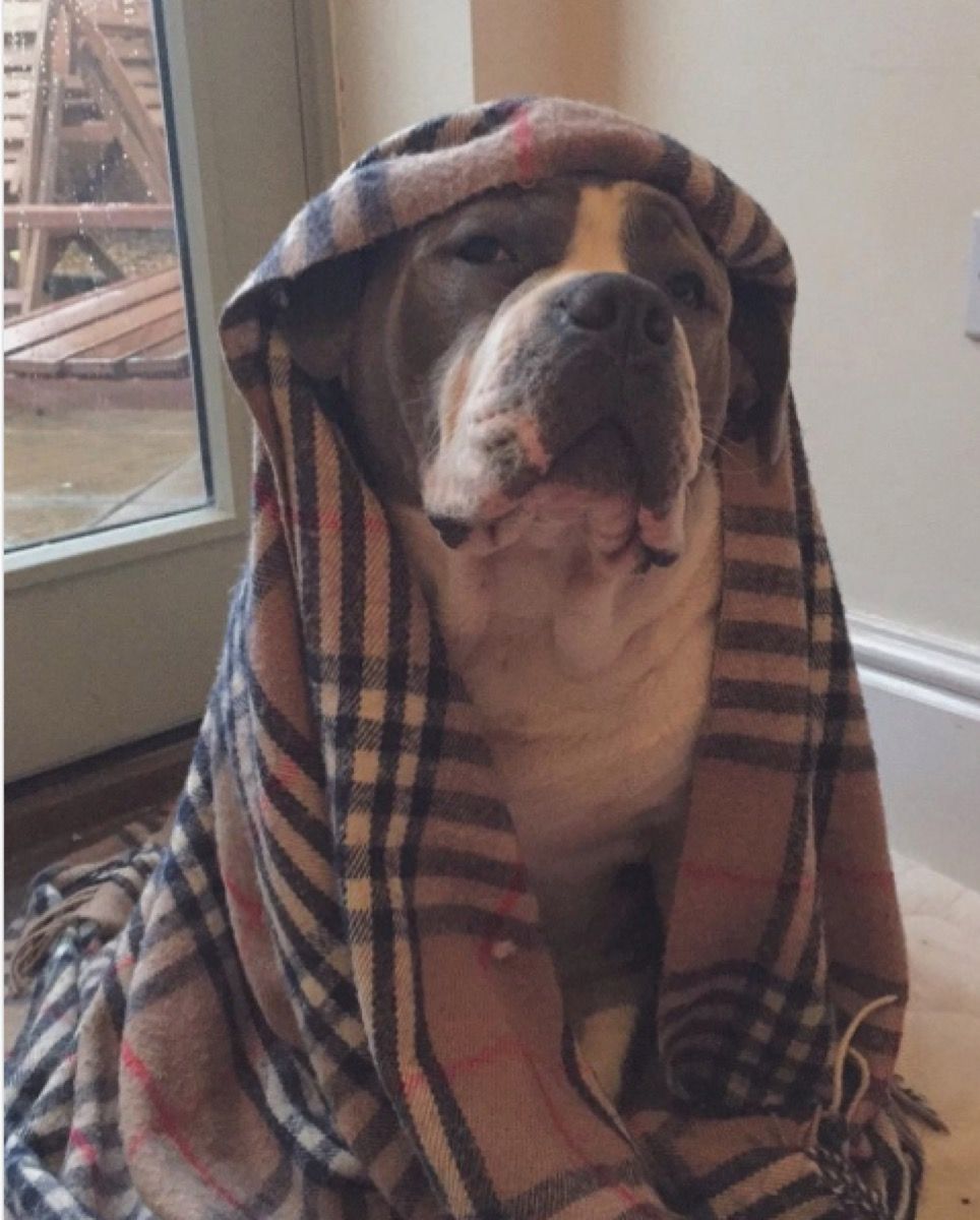 perro gruñón en manta