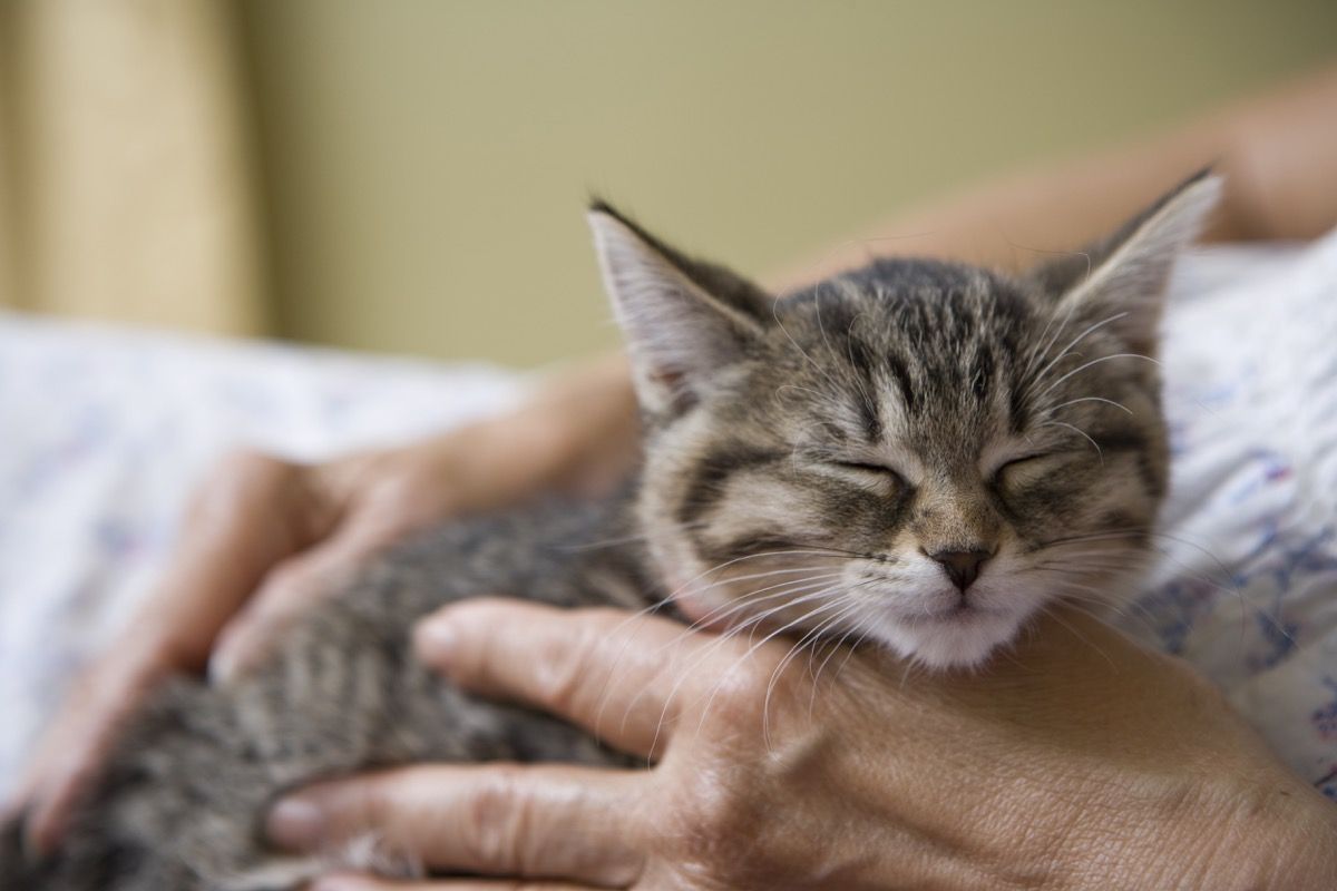 Harmaa raidallinen kissanpentu tuntee olonsa turvalliseksi ja suojatuksi, nukahtaa iäkkään naisen omistajan käsissä. Kuvassa on kissan muotokuva ja vain iäkäs nainen